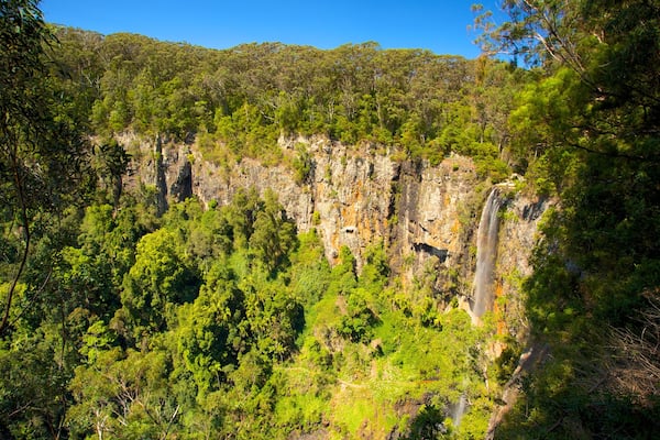 Springbrook National Park which includes forests and a gorge or canyon