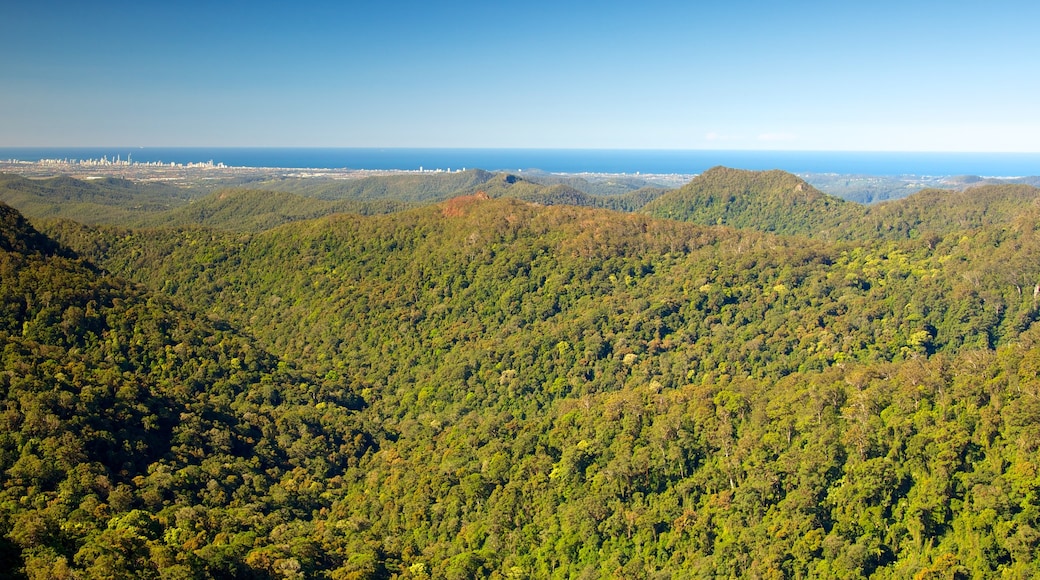 Springbrook National Park presenterar skogslandskap