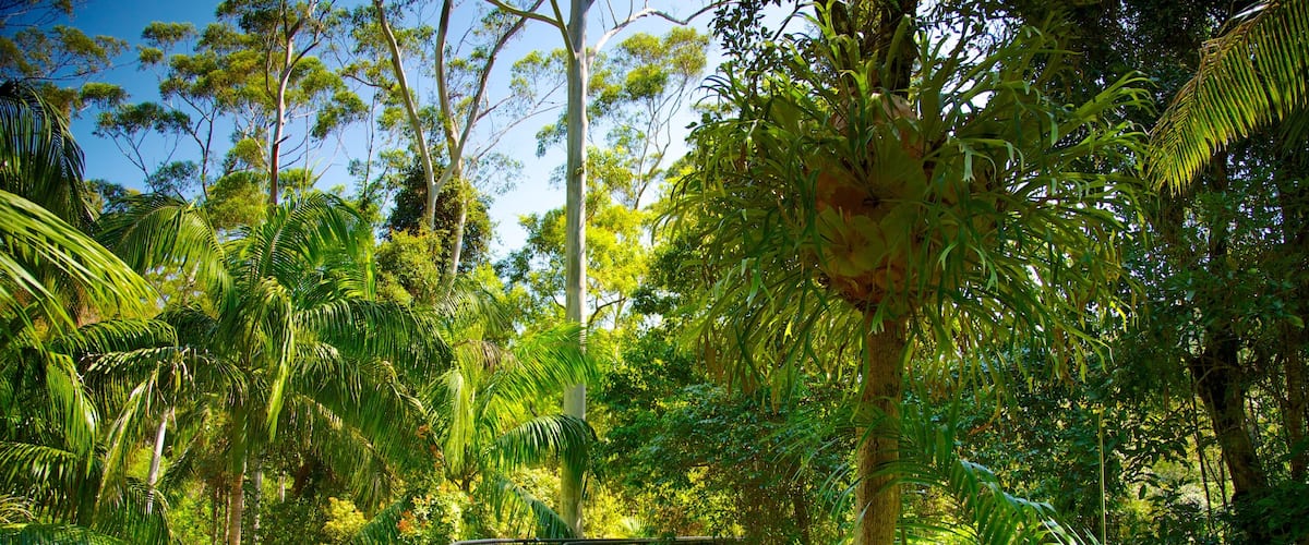 Mount Tamborine featuring rainforest and a suspension bridge or treetop walkway