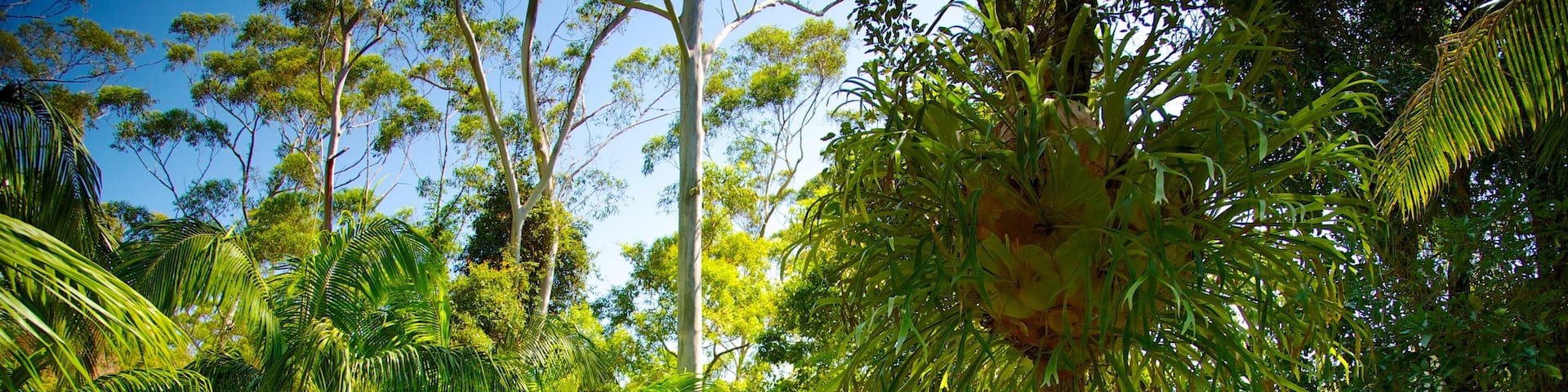 Mount Tamborine featuring rainforest and a suspension bridge or treetop walkway