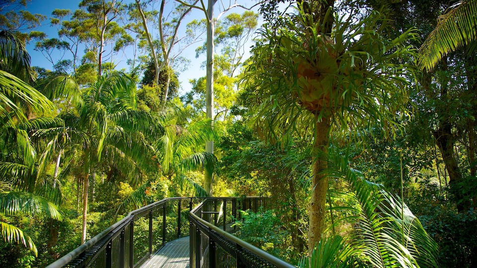Mount Tamborine featuring a suspension bridge or treetop walkway and rainforest