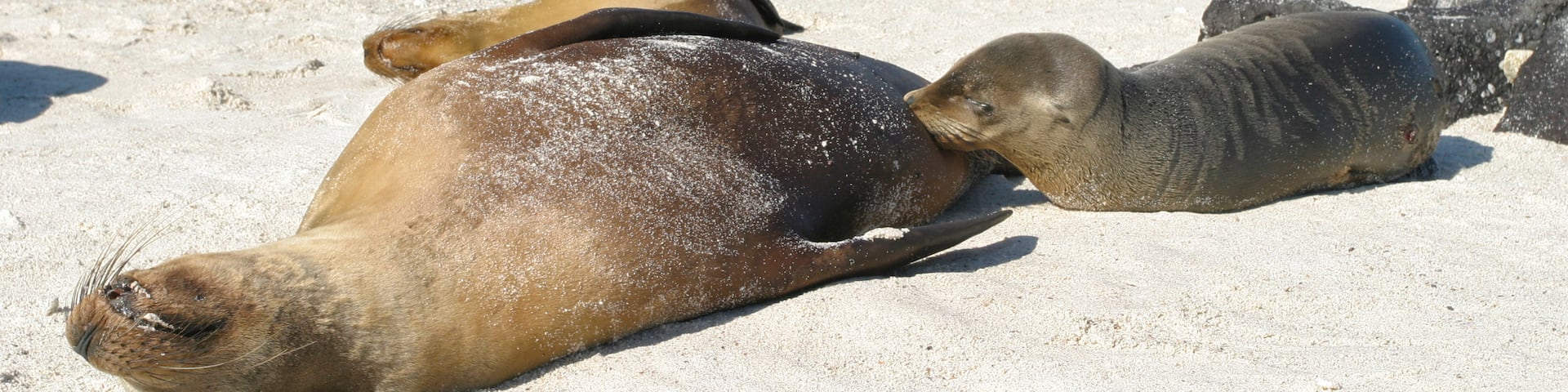 Mosquera Island which includes a beach and marine life