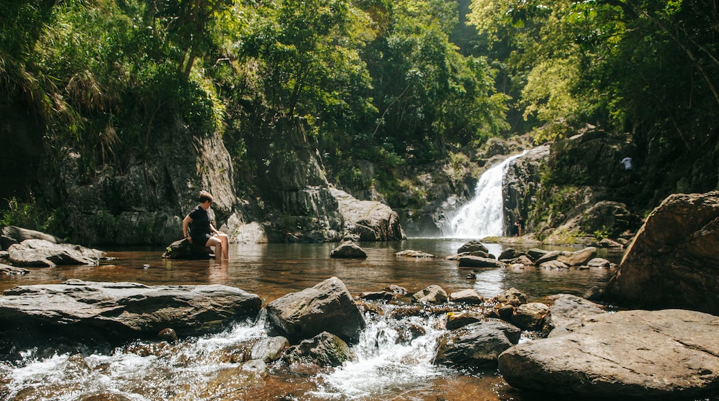 Cairns featuring forest scenes, a cascade and a river or creek