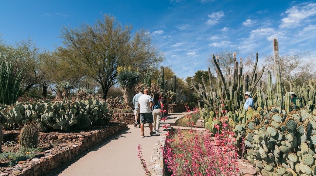 Desert Botanical Garden