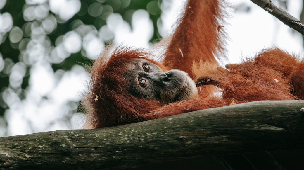 Singapore Zoo