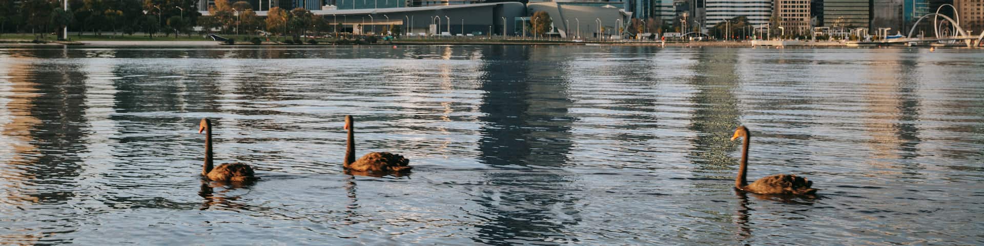 Perth Central Business District featuring a bay or harbor, a city and bird life