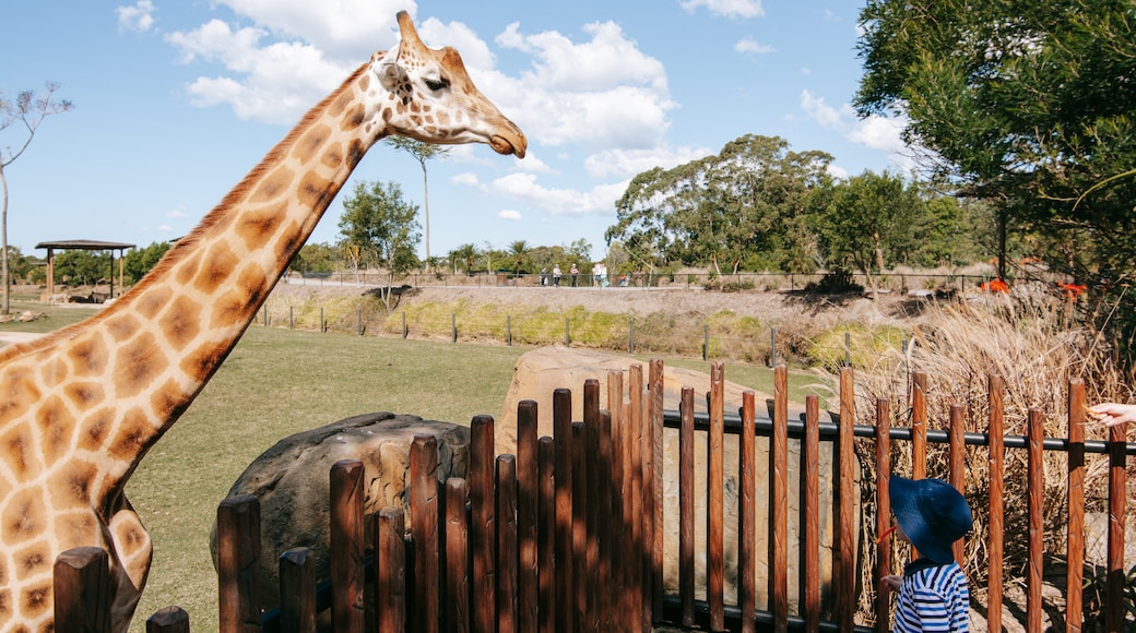 Australia Zoo