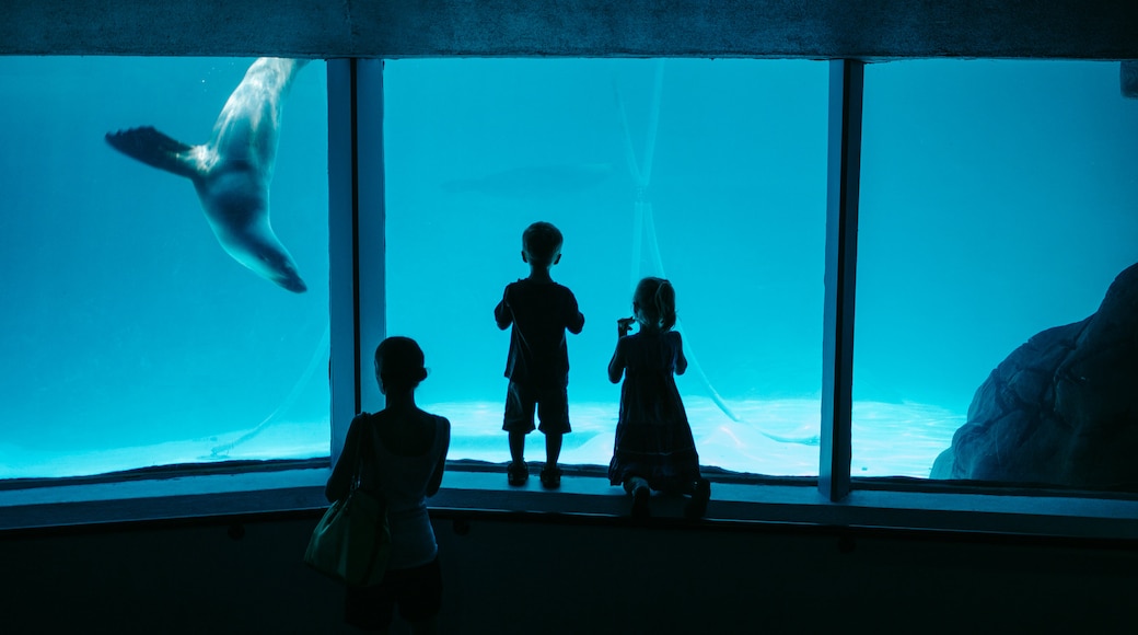 海洋生命陽光海岸