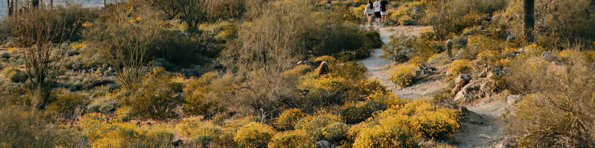 South Mountain Park showing desert views and landscape views as well as a small group of people