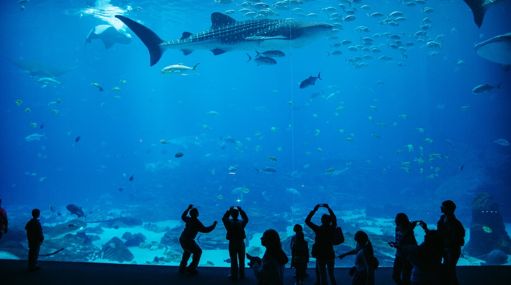佐治亚水族馆