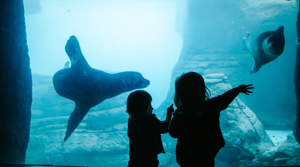 Indianapolis Zoo showing marine life and a waterpark as well as children