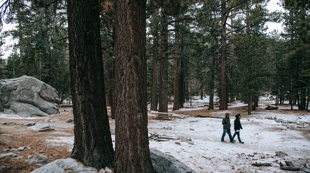 Mount San Jacinto State Park