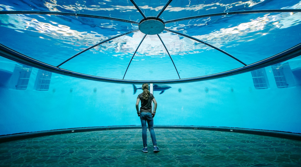 Indianapolis Zoo featuring marine life and interior views as well as an individual femail