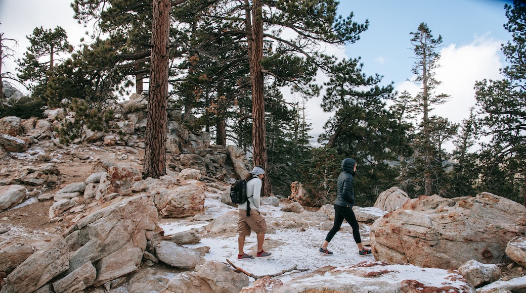 Mount San Jacinto State Park
