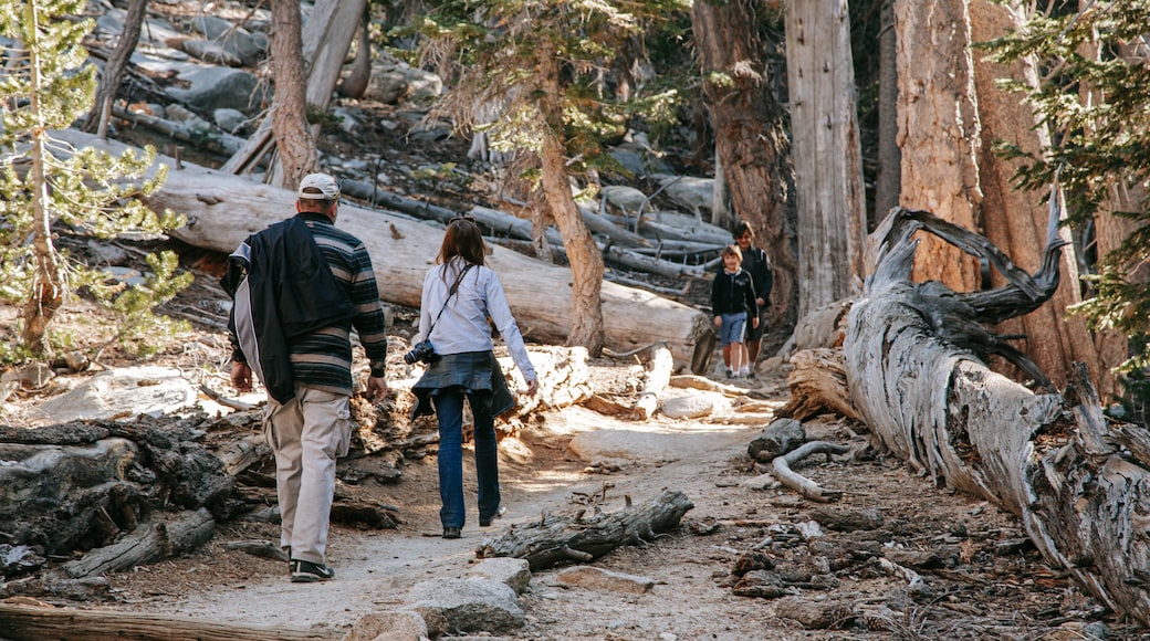 Mount San Jacinto State Park