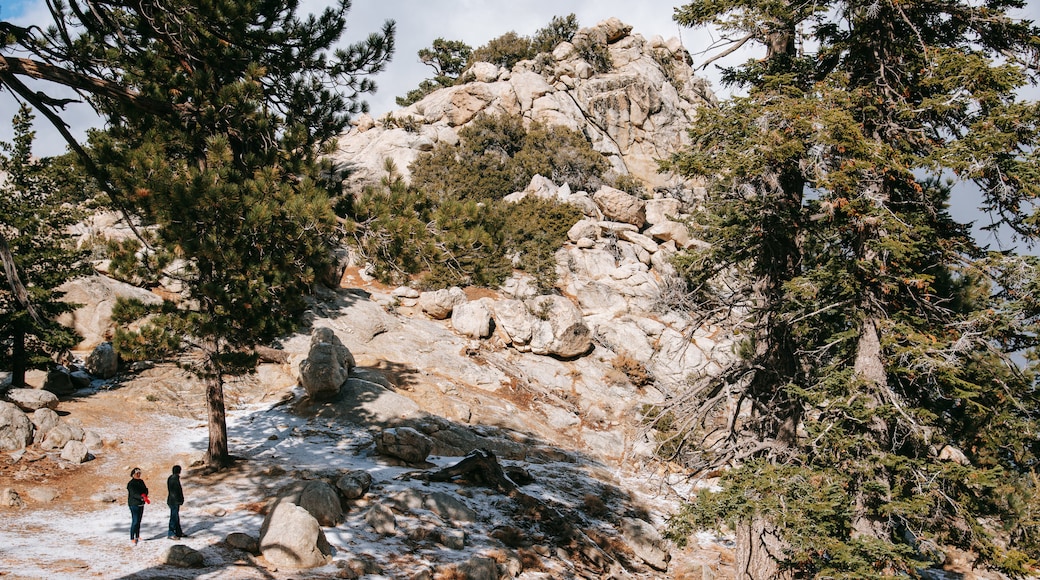 Mount San Jacinto State Park