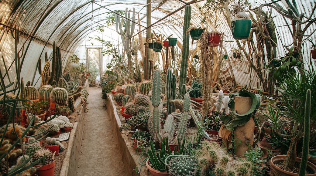 Taman Botani dan Kaktus Moorten
