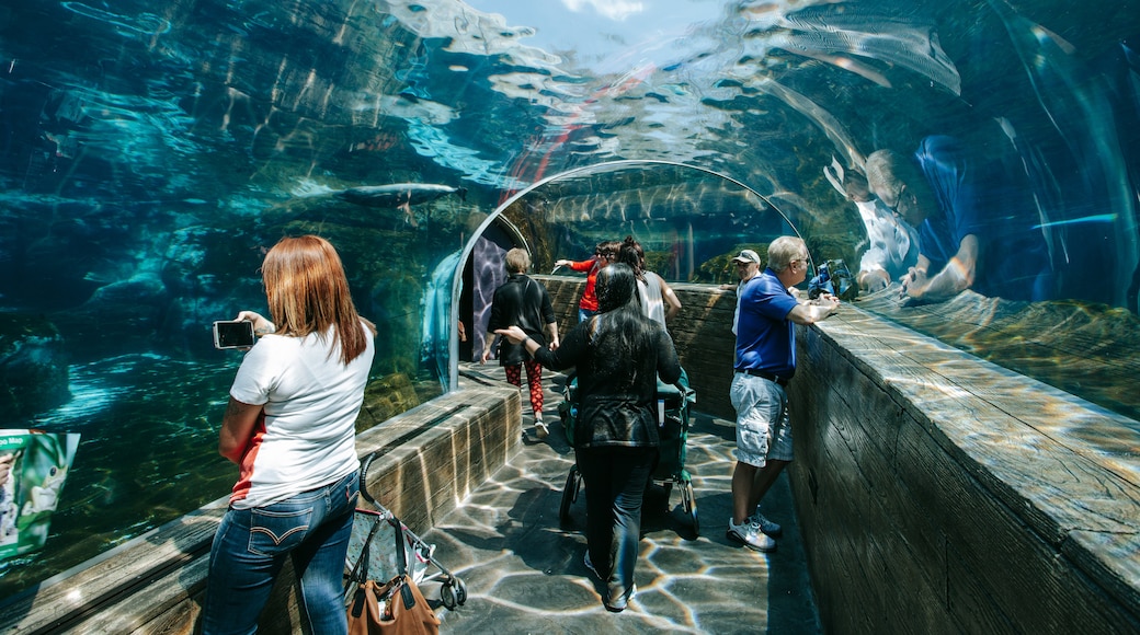 St. Louis Zoo