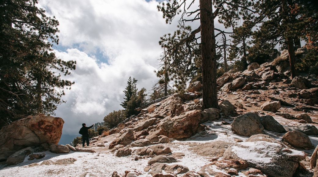 Mount San Jacinto State Park