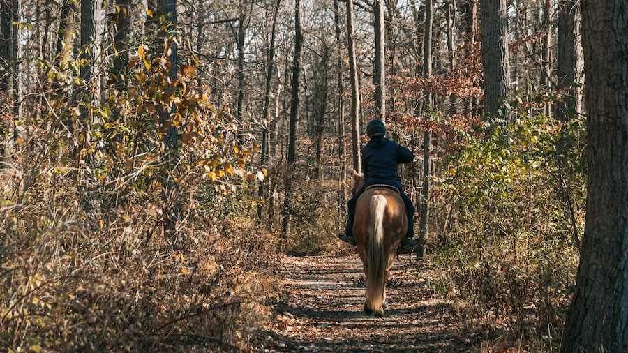 Horseback rider on a wooded trail in Rock Creek Park, Washington, D.C.