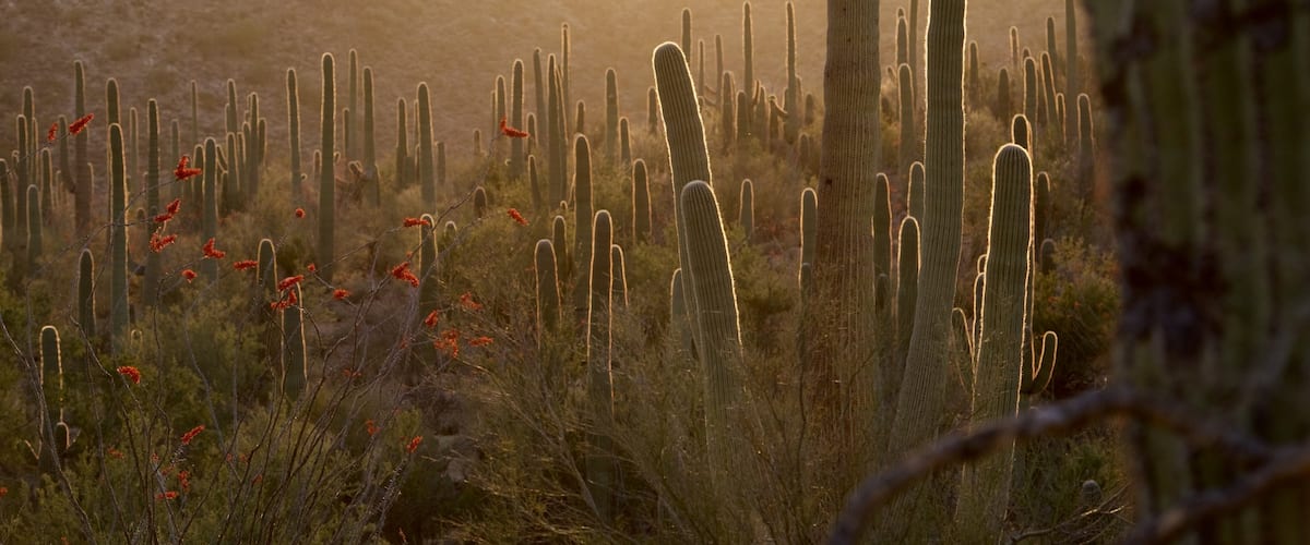 Tucson featuring desert views and a sunset