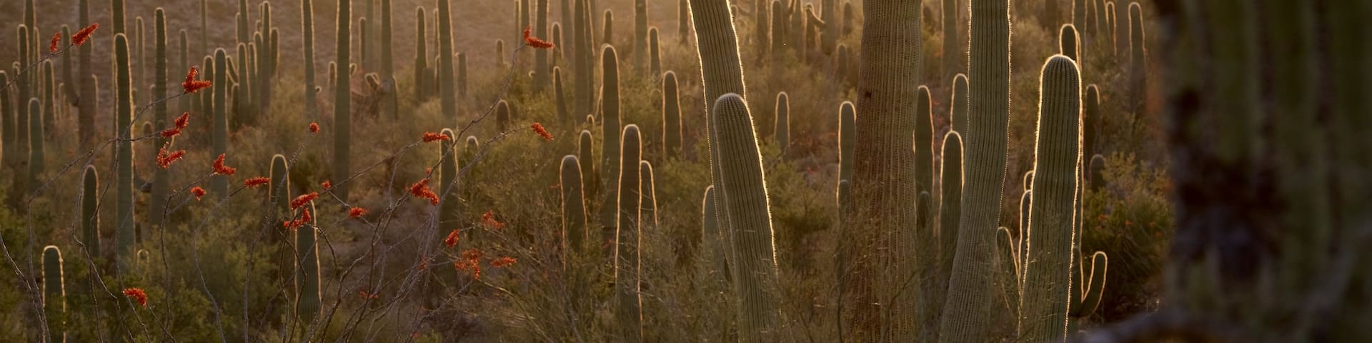 Tucson featuring desert views and a sunset