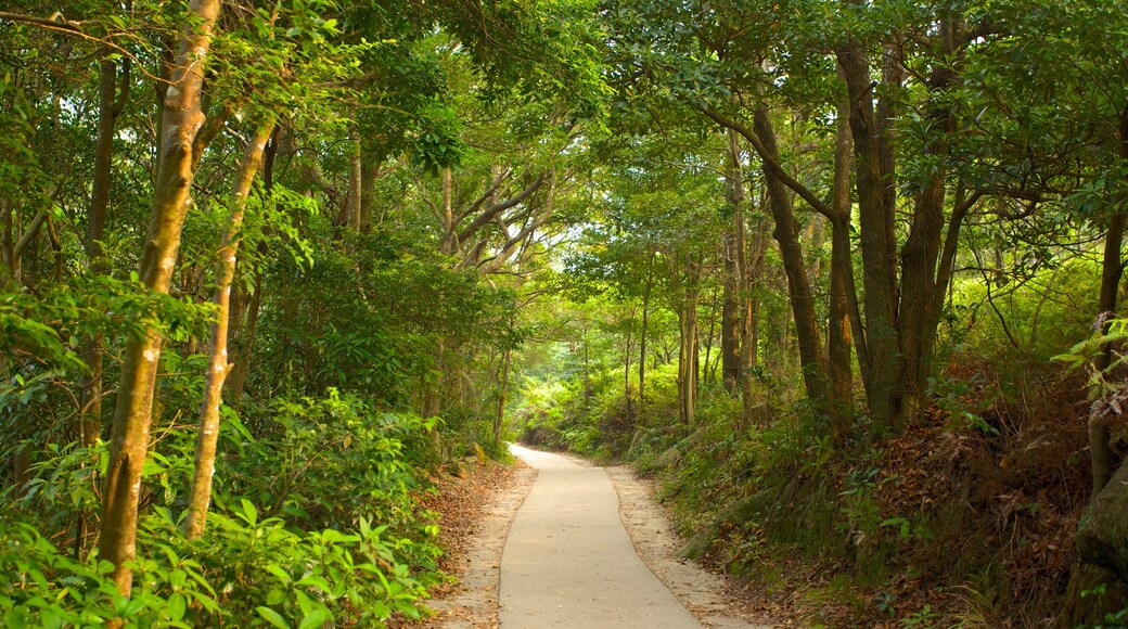 Po Lin Monastery showing forests