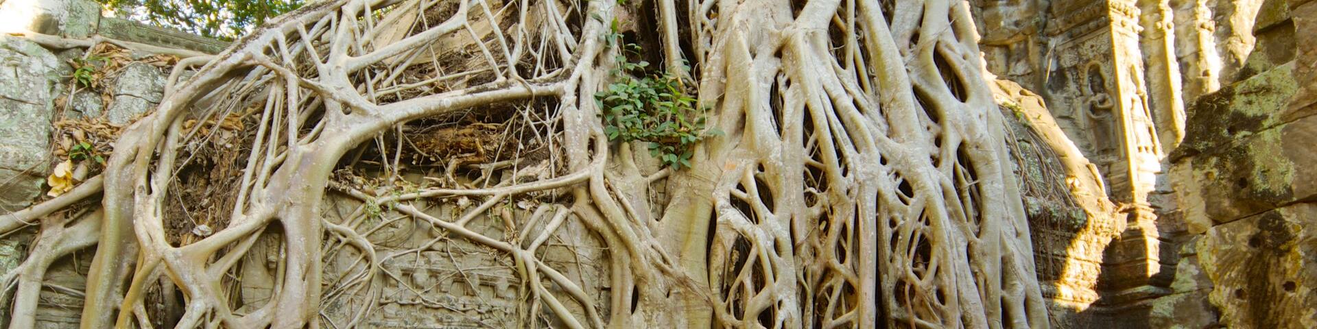 Ta Prohm Temple which includes religious aspects, a temple or place of worship and forests
