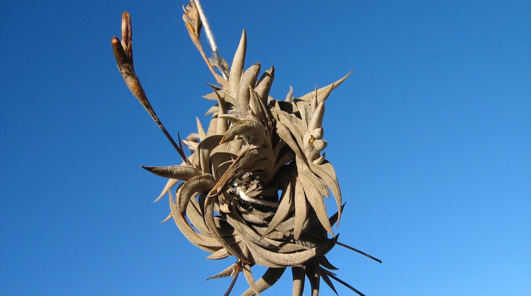 Mendoza Wine Region showing outdoor art