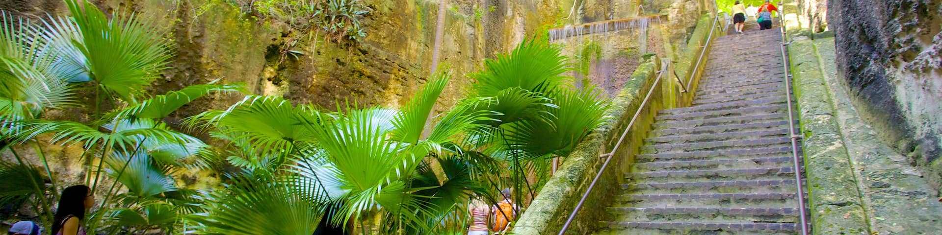 Queen\'s Staircase which includes rainforest