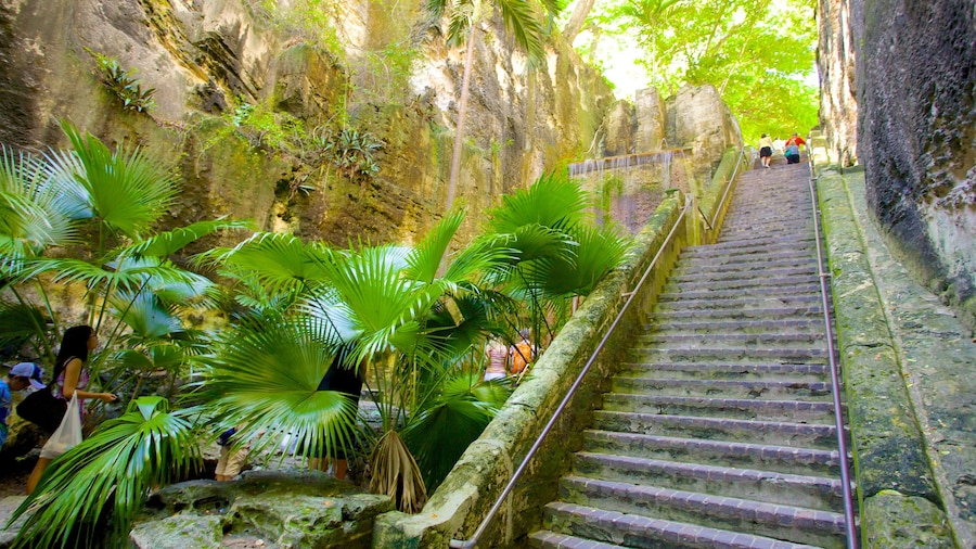 Scala della Regina caratteristiche di foresta pluviale