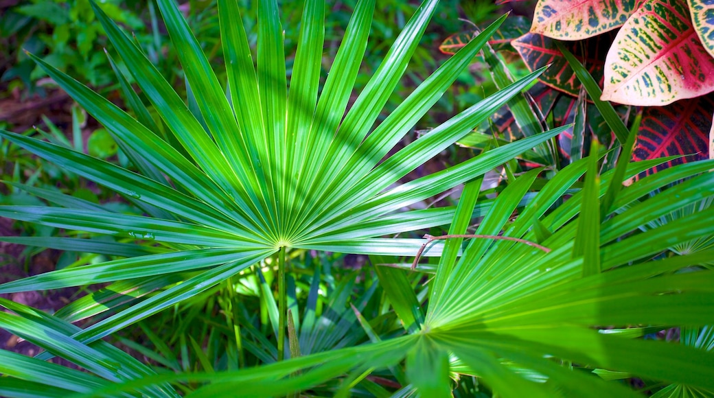 The Retreat Garden National Park