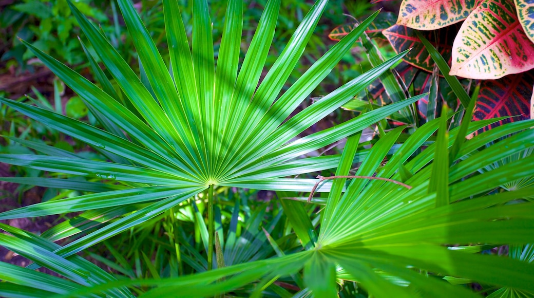 Parc national The Retreat Garden montrant jardin et scènes tropicales