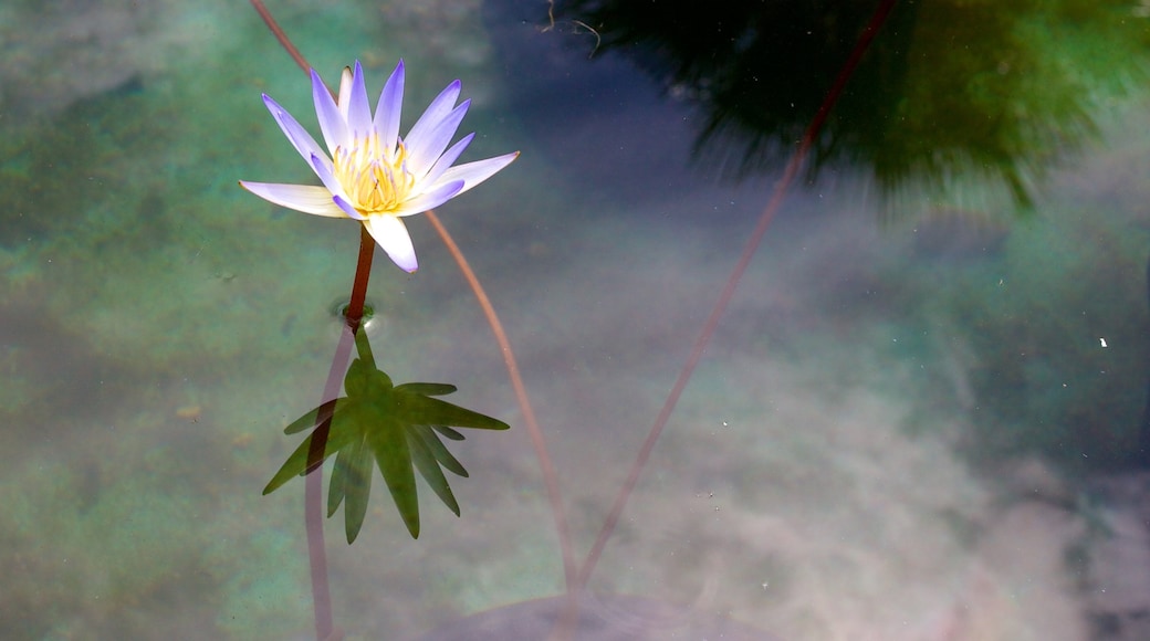 Versailles Gardens featuring wild flowers, a pond and flowers