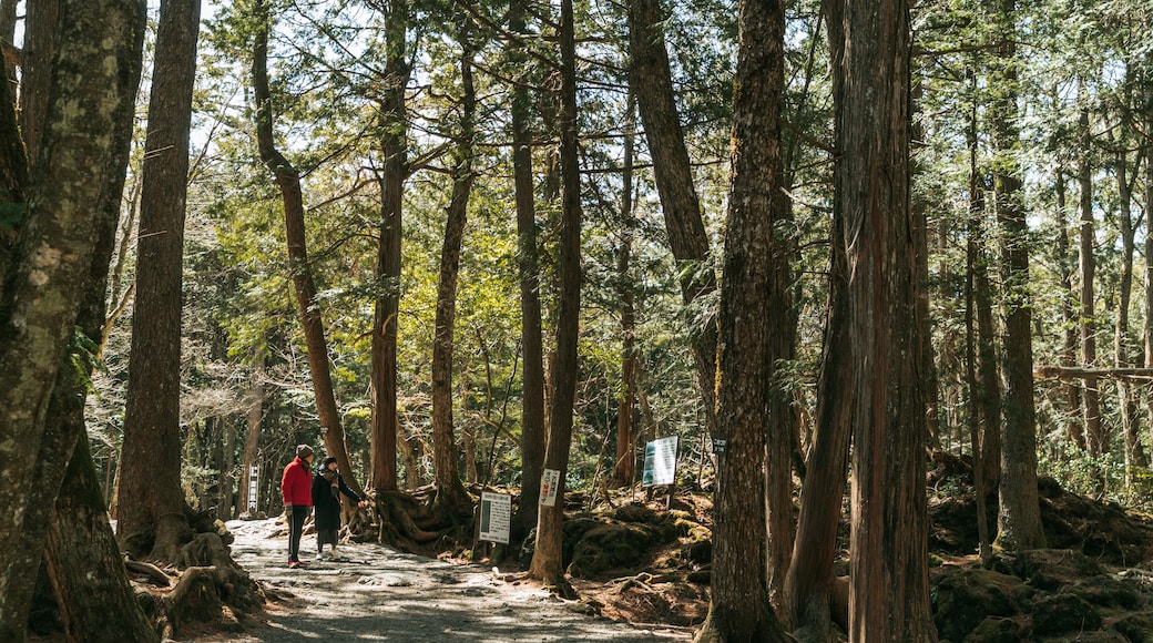Bosque Aokigahara
