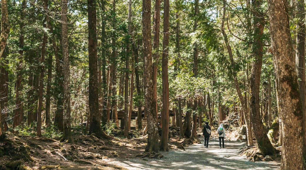 Bosque Aokigahara