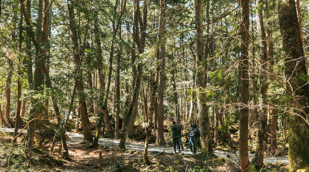 Bosque Aokigahara