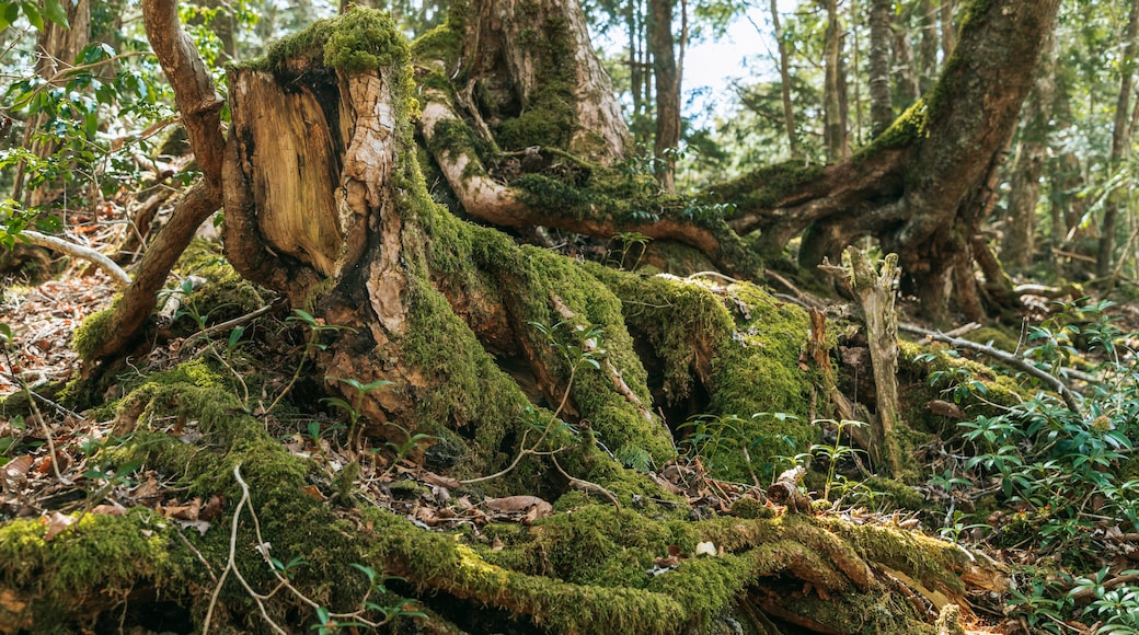 Bosque Aokigahara
