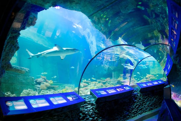 Sea Life Aquarium welches beinhaltet Meeresbewohner und Innenansichten