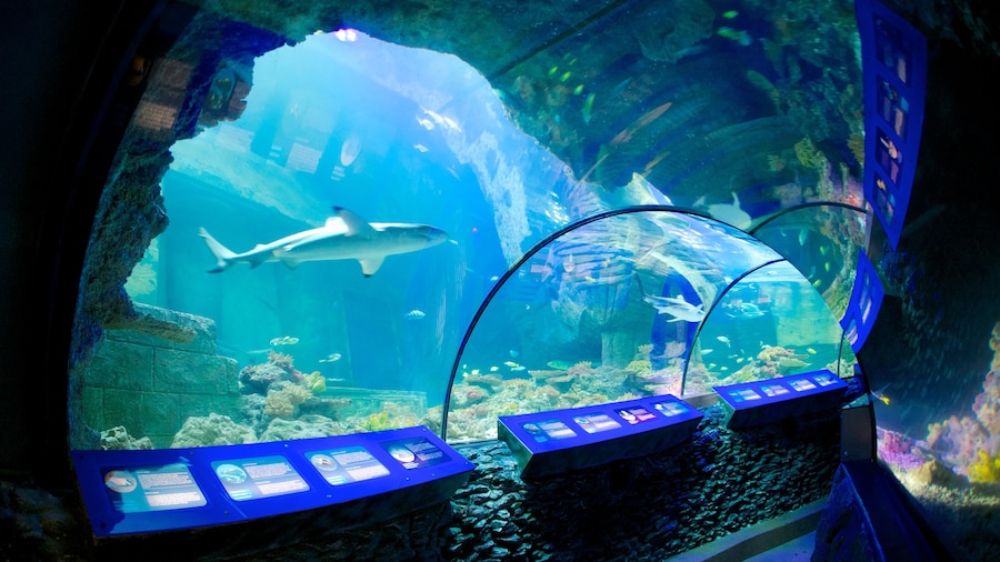 Sea Life Aquarium showing marine life and interior views