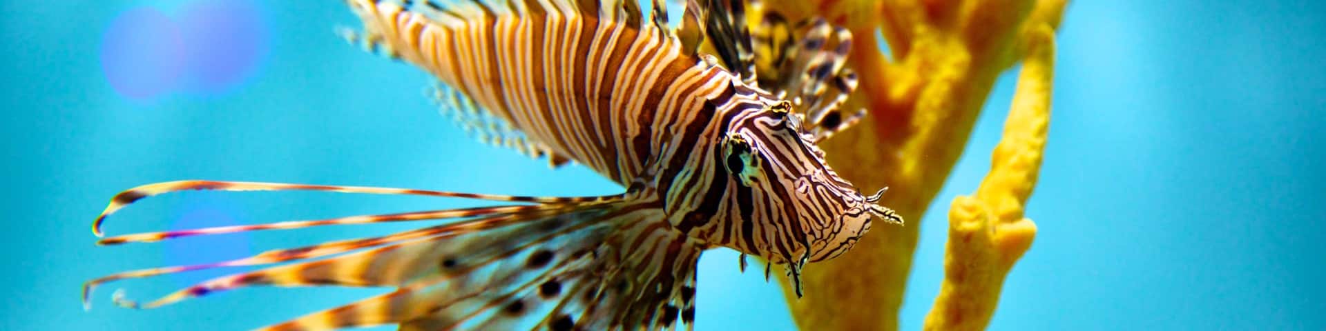 Aquarium of Niagara montrant corail et vie marine