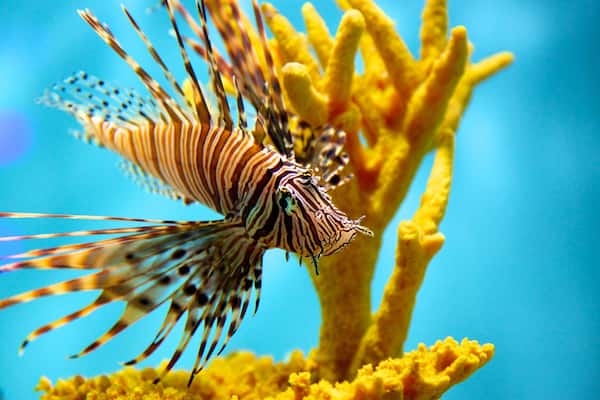 ナイアガラ水族館 表示 海洋生物 と 珊瑚