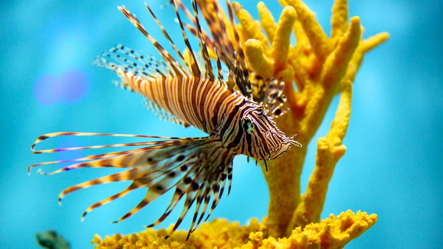 Lionfish swimming in a colorful aquarium exhibit at the Aquarium of Niagara.