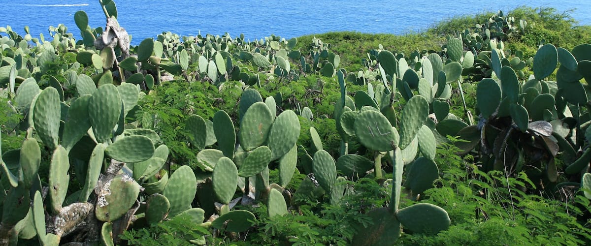 Makapuu Beach Park welches beinhaltet Landschaften, Garten und Blumen