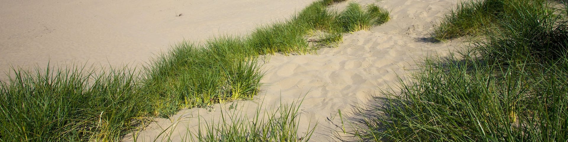 South Beach State Park showing landscape views and a beach