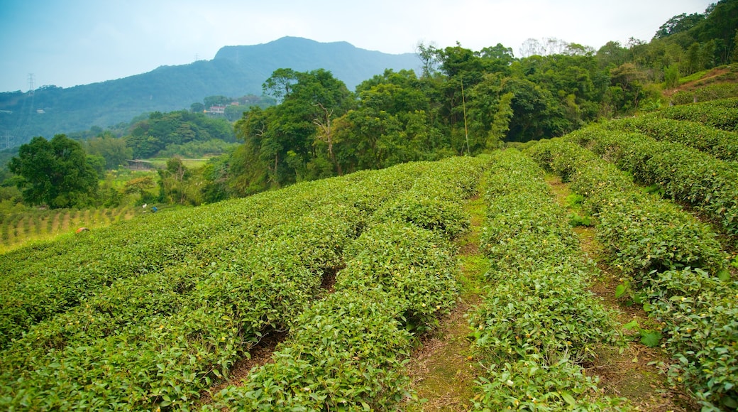 Taipei which includes landscape views, farmland and mountains