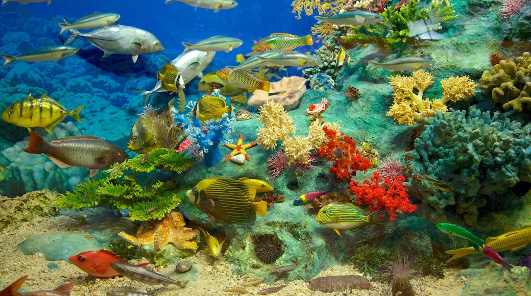 National Taiwan Museum showing colourful reefs, marine life and interior views