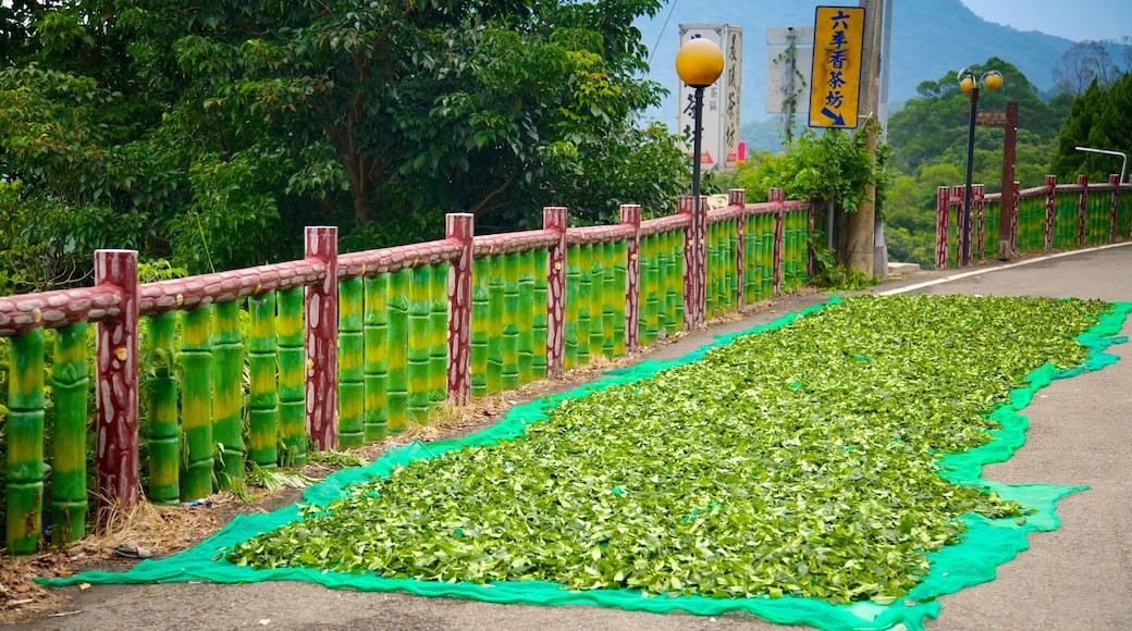 Taipéi mostrando jardín