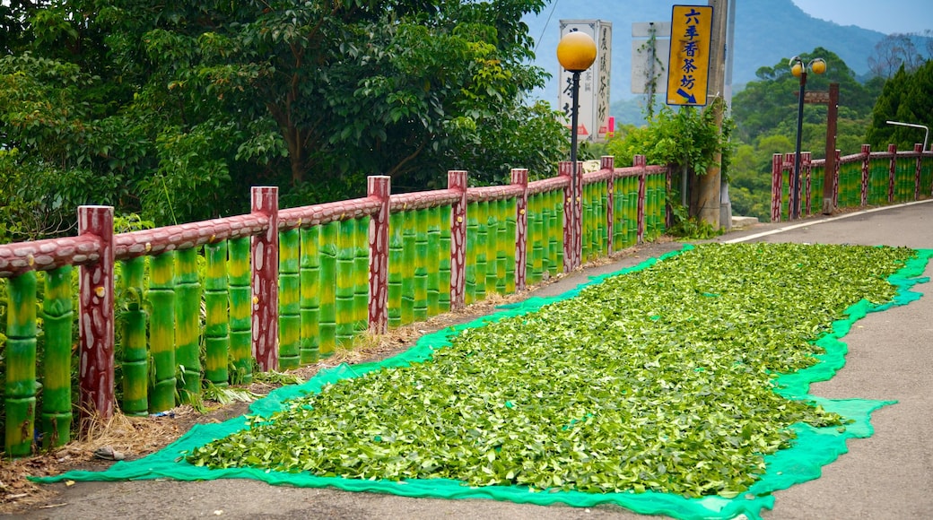 Taipei featuring a garden