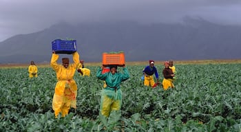 Stellenbosch mit einem Farmland, Berge und Landschaften